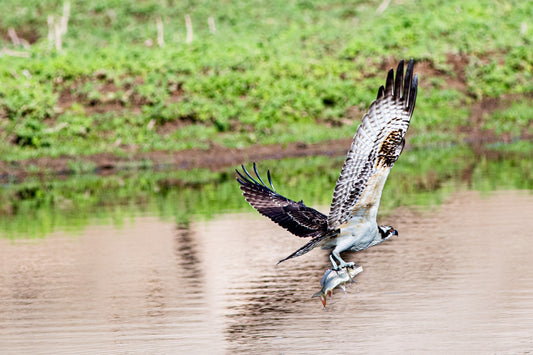 Osprey snacking on fish