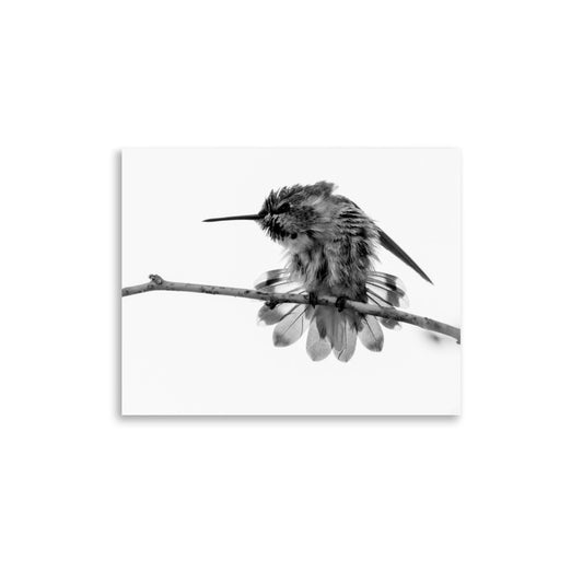 Hummingbird on Display - Photo paper poster