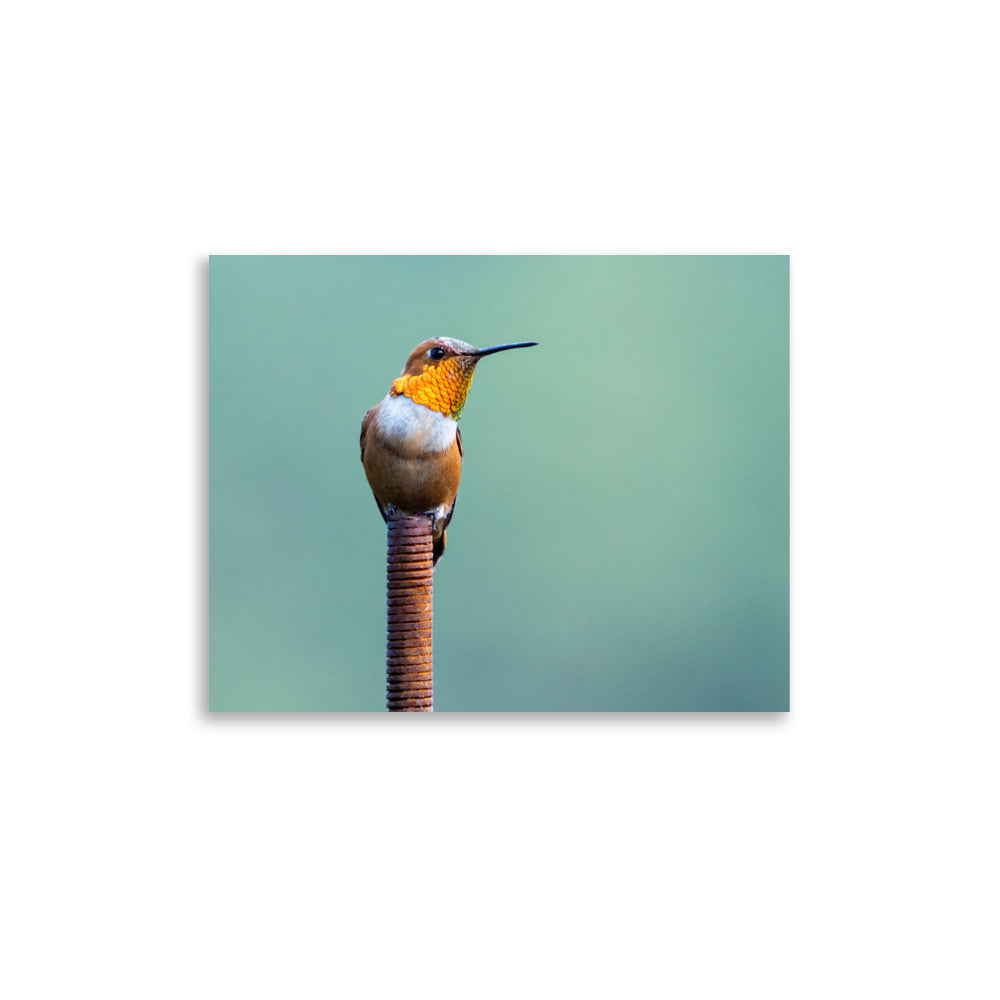 Patient Hummingbird - Photo paper poster