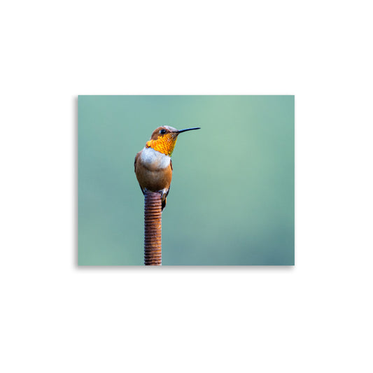 Patient Hummingbird - Photo paper poster
