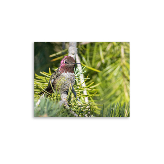 Perched Hummingbird - Photo paper poster