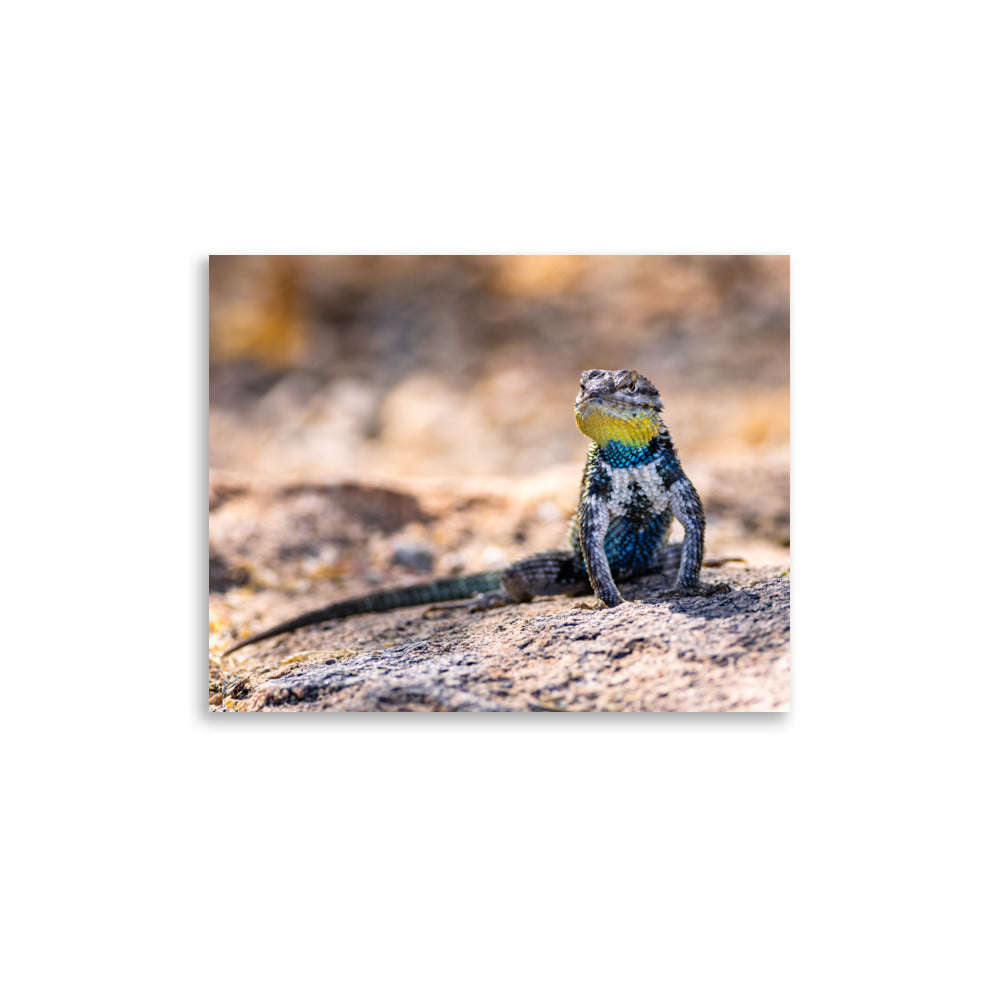 Sunbathing - Photo paper poster