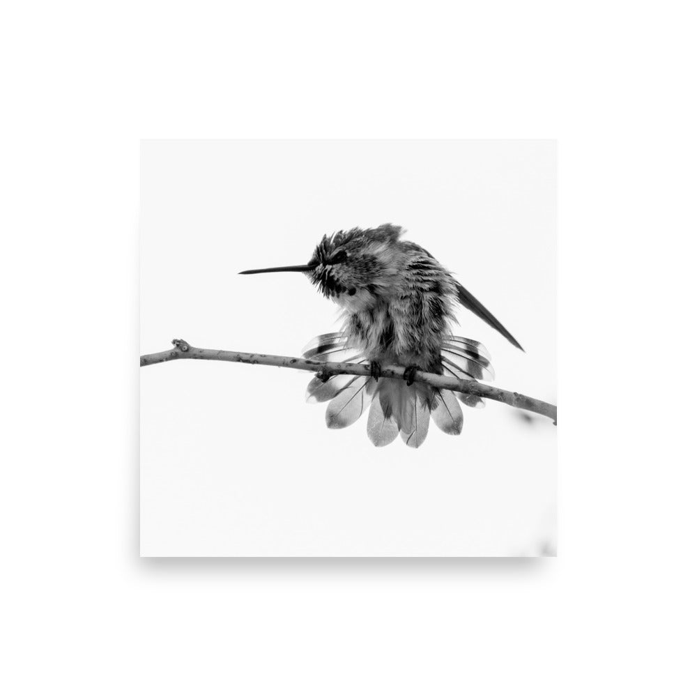 Hummingbird on Display - Photo paper poster