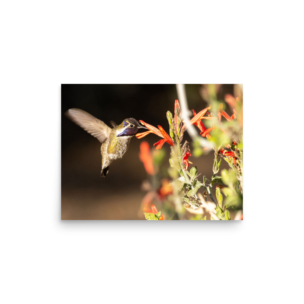 Hummingbird in blossoms - Photo paper poster