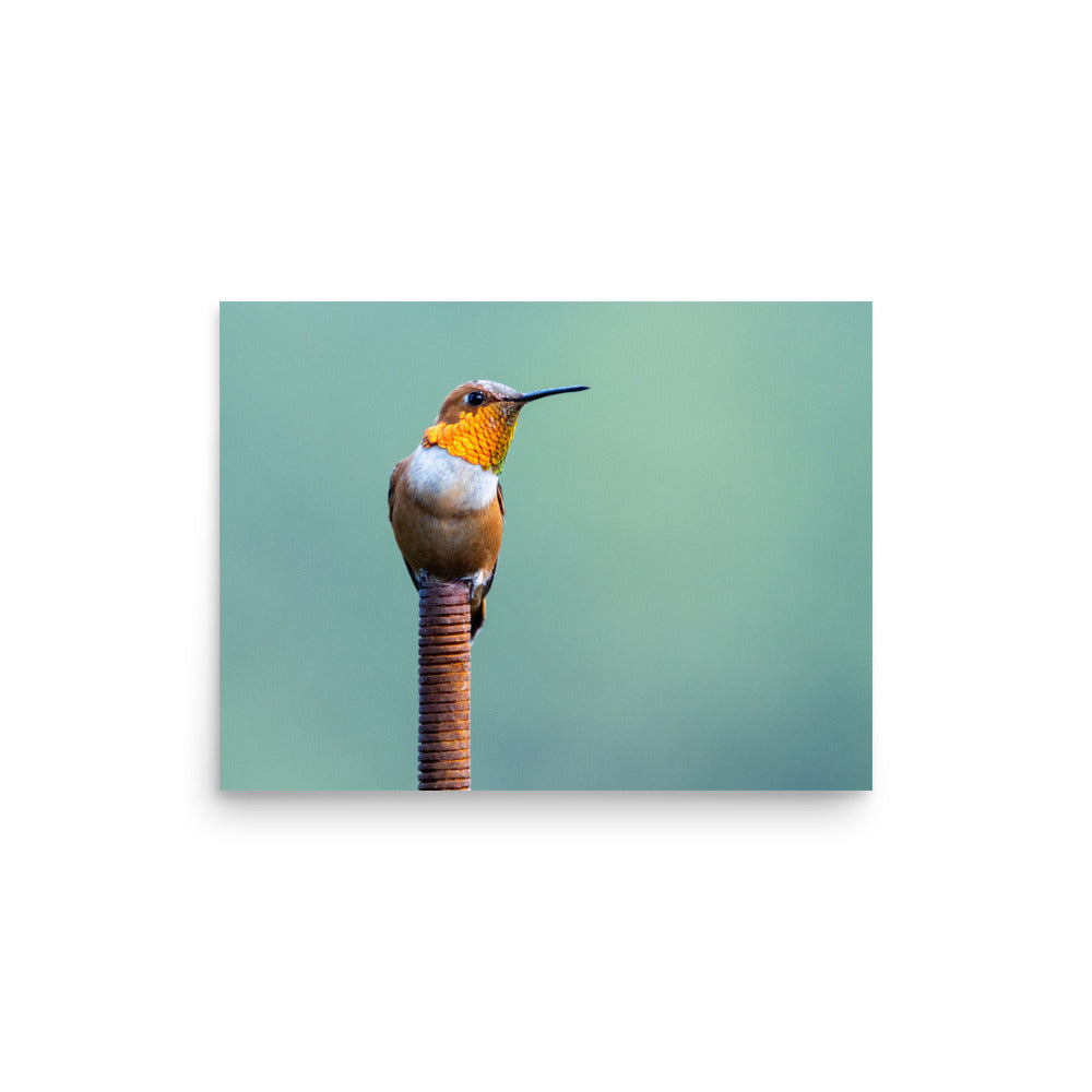 Patient Hummingbird - Photo paper poster