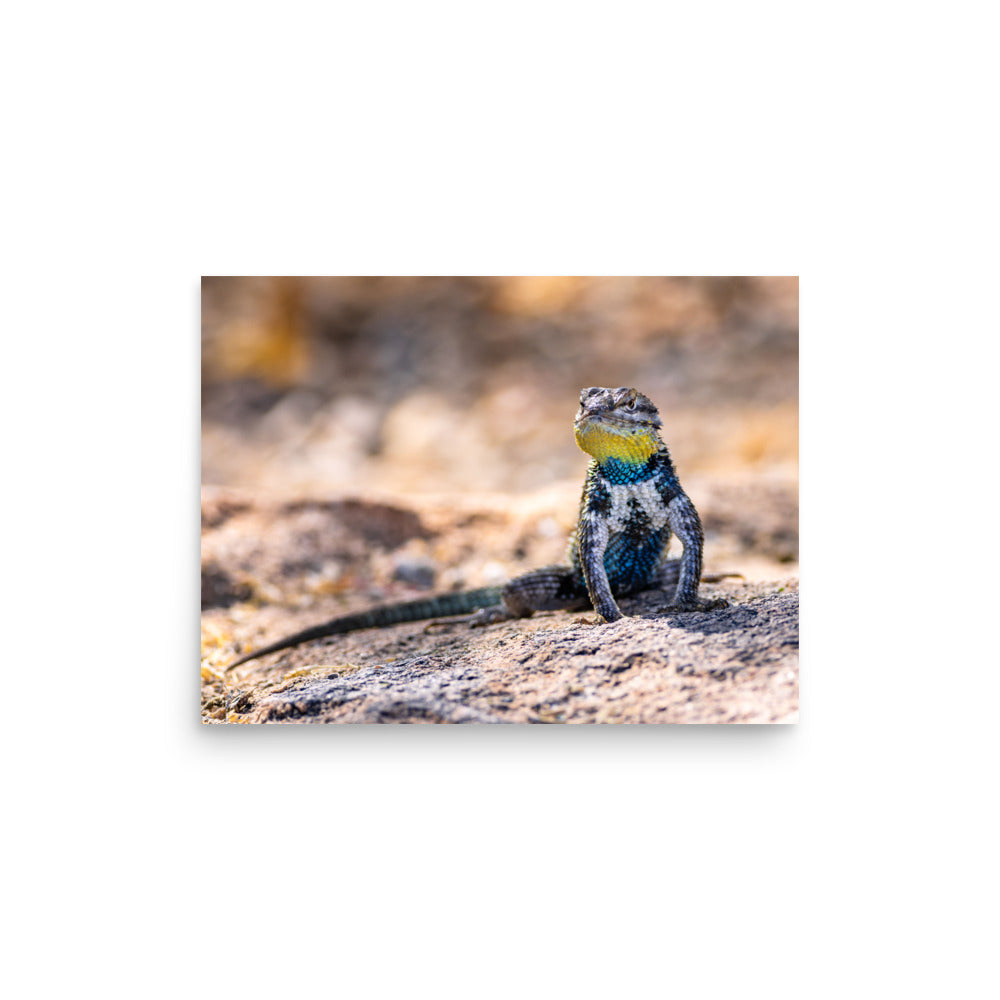 Sunbathing - Photo paper poster