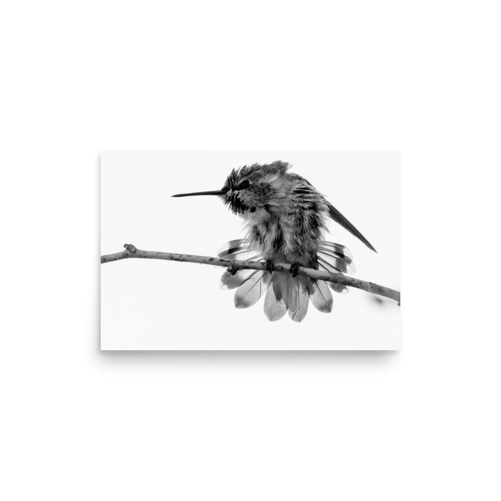 Hummingbird on Display - Photo paper poster