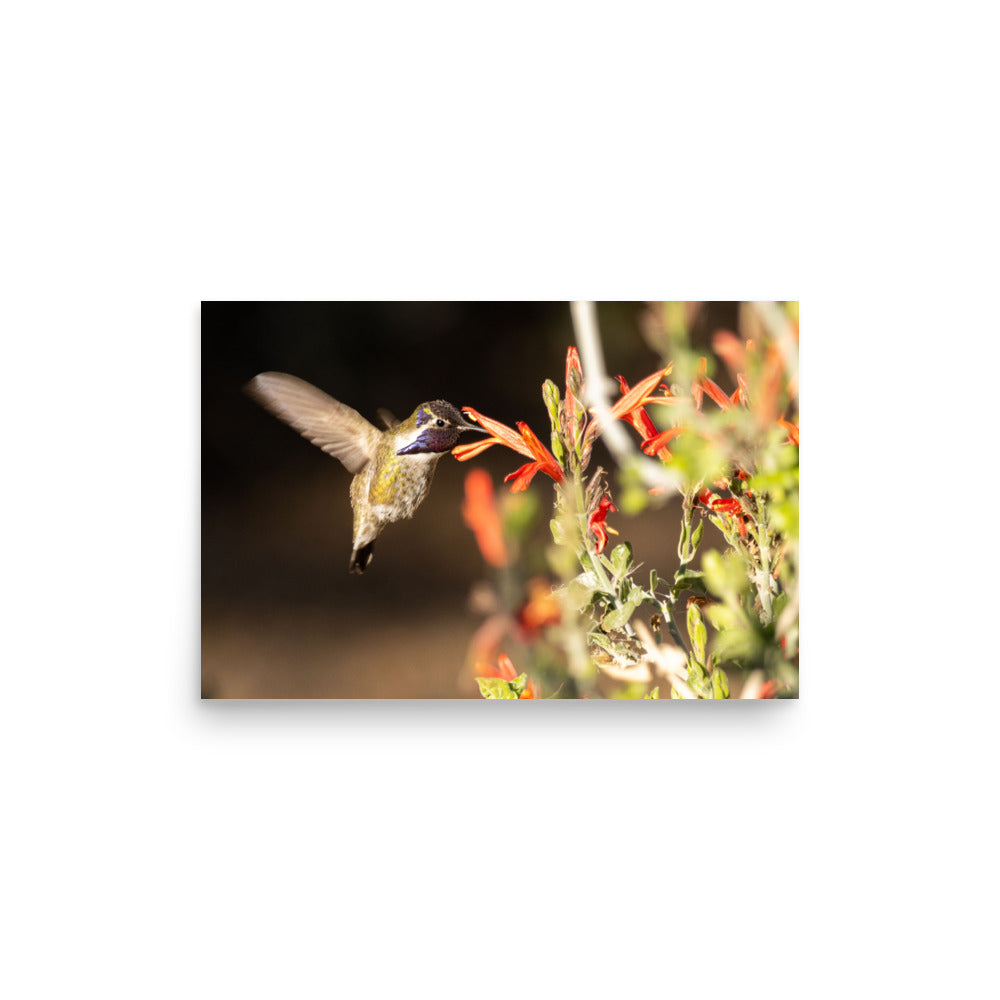 Hummingbird in blossoms - Photo paper poster