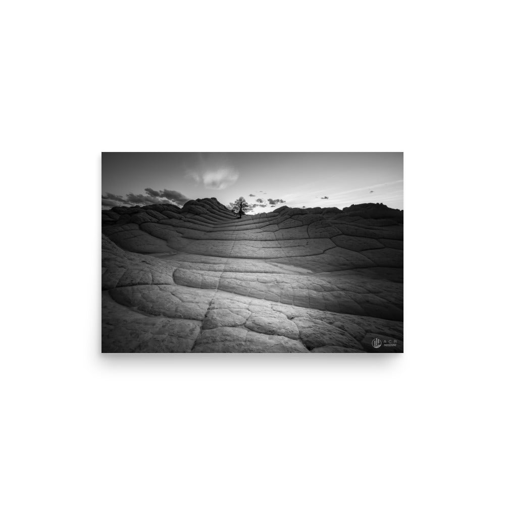 Lone Tree: White Pocket - Photo paper poster