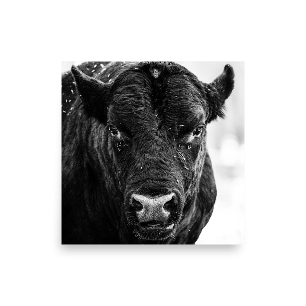 Roaming the Pasture - Photo paper poster