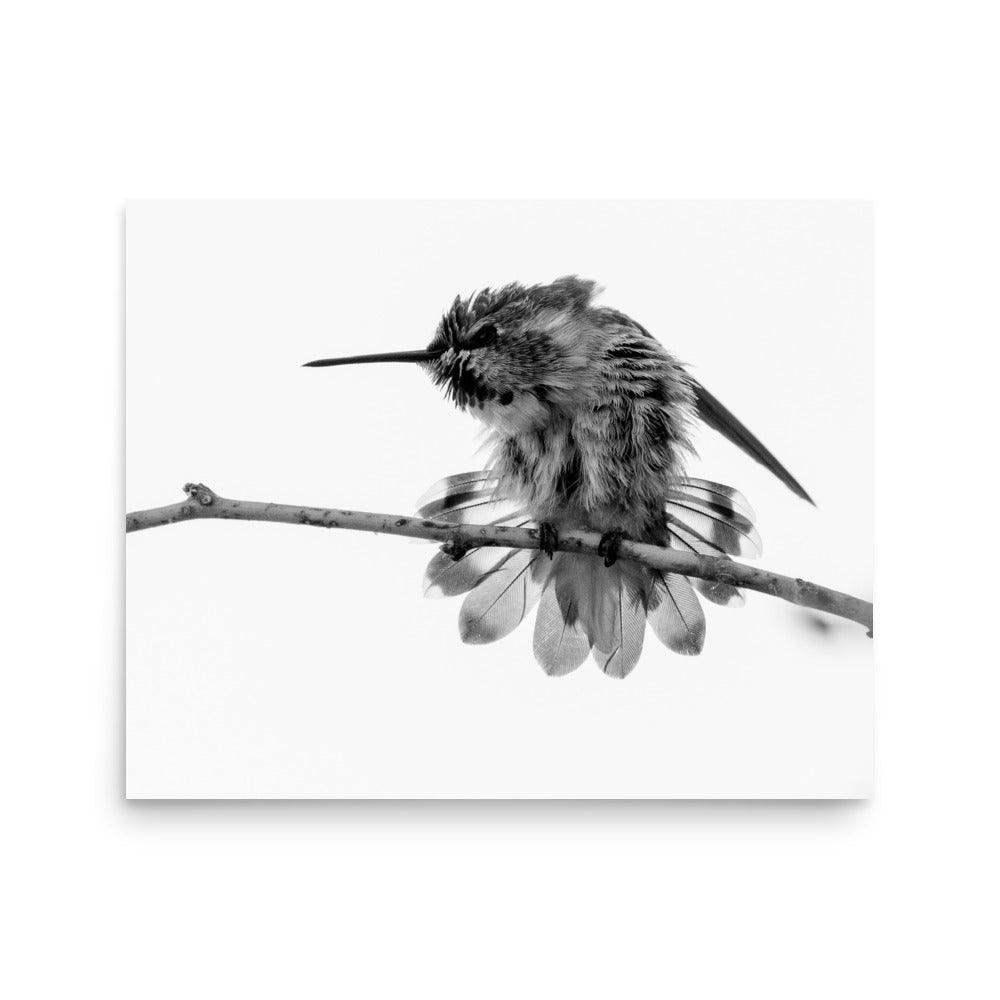 Hummingbird on Display - Photo paper poster