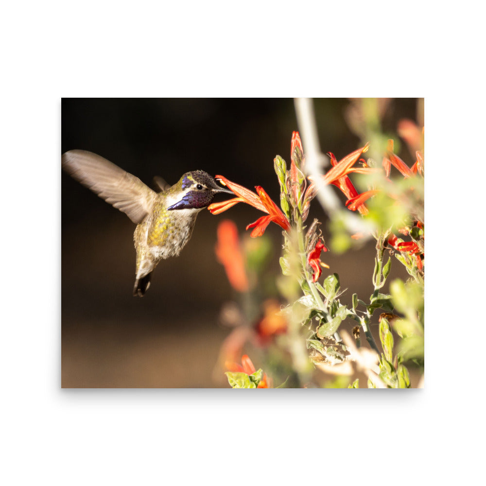 Hummingbird in blossoms - Photo paper poster