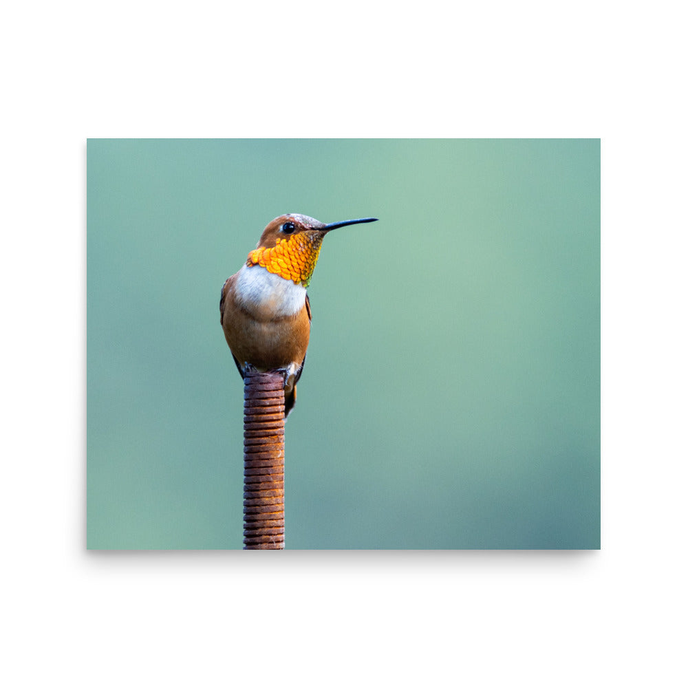 Patient Hummingbird - Photo paper poster
