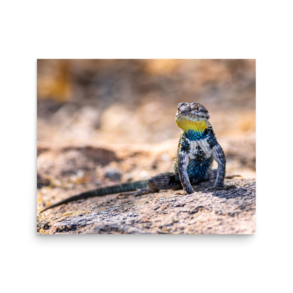 Sunbathing - Photo paper poster