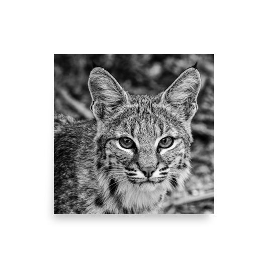 On the Prowl - Photo paper poster