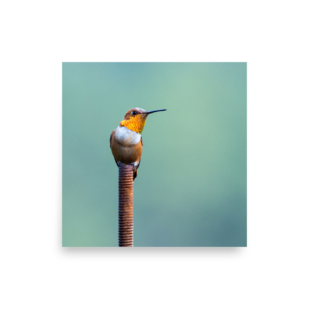 Patient Hummingbird - Photo paper poster