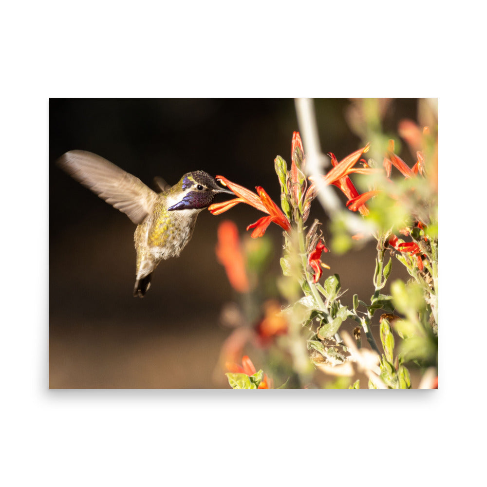 Hummingbird in blossoms - Photo paper poster