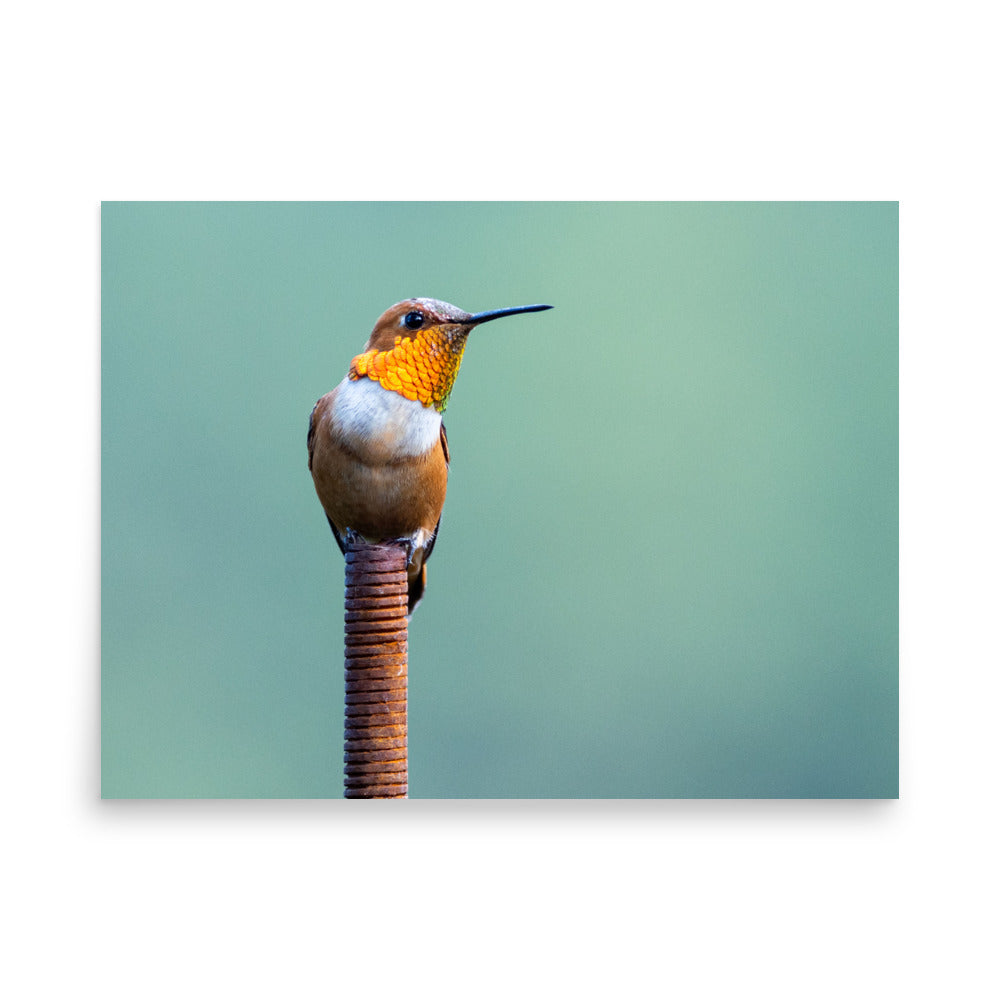 Patient Hummingbird - Photo paper poster