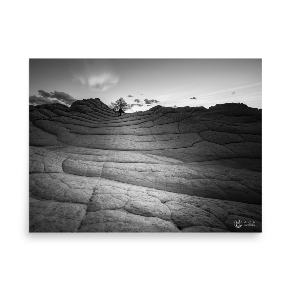 Lone Tree: White Pocket - Photo paper poster