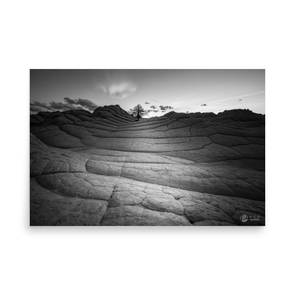 Lone Tree: White Pocket - Photo paper poster