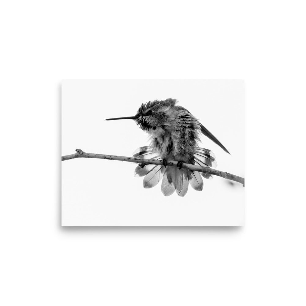 Hummingbird on Display - Photo paper poster