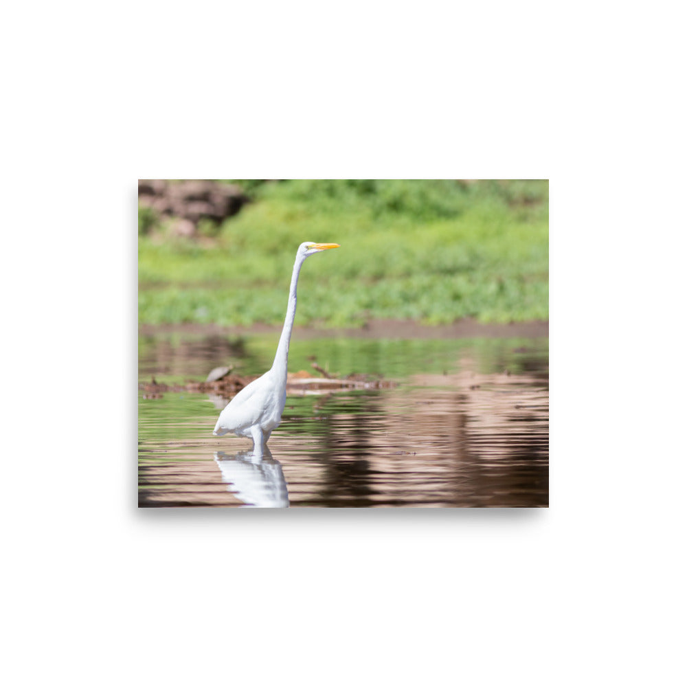 Great Egret Wading the Waters - Photo paper poster