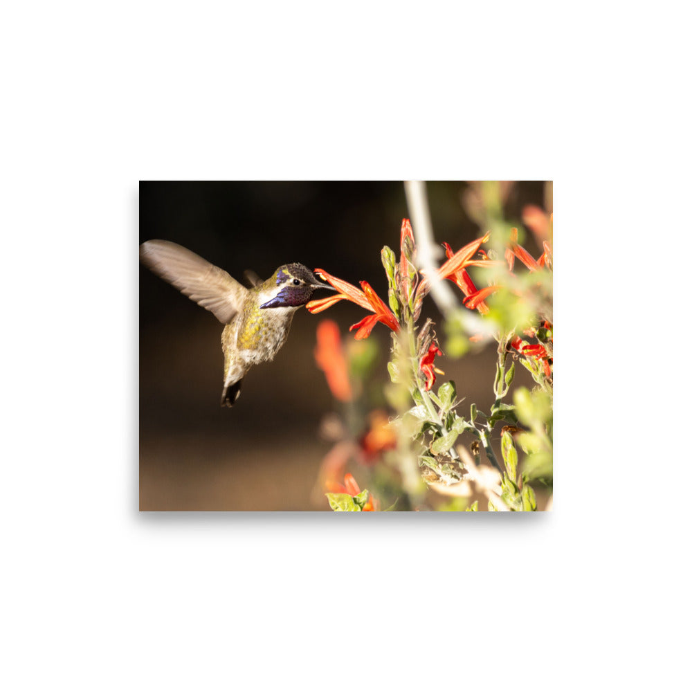 Hummingbird in blossoms - Photo paper poster