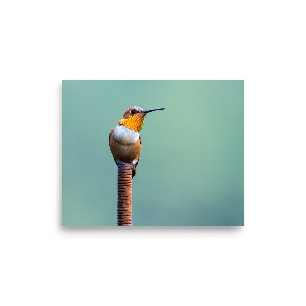 Patient Hummingbird - Photo paper poster