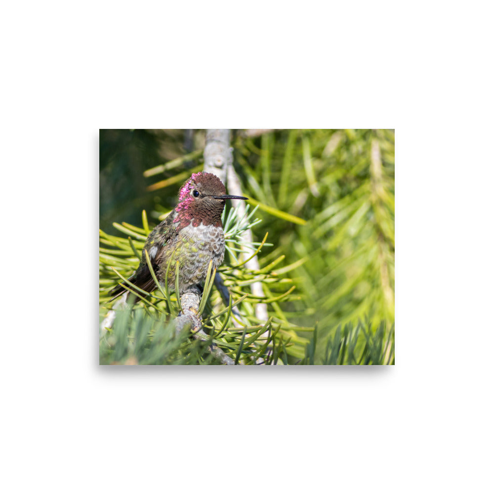 Perched Hummingbird - Photo paper poster