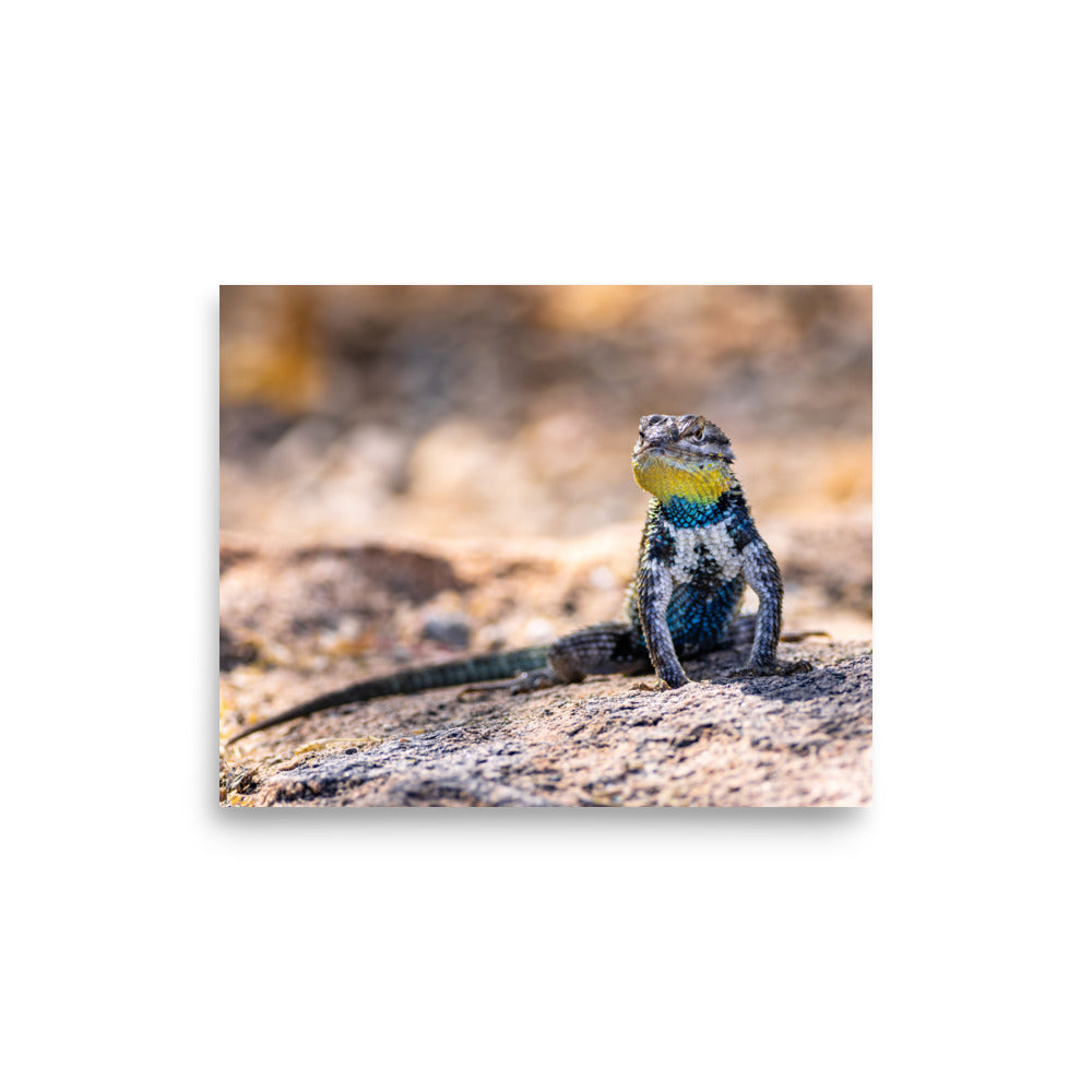 Sunbathing - Photo paper poster