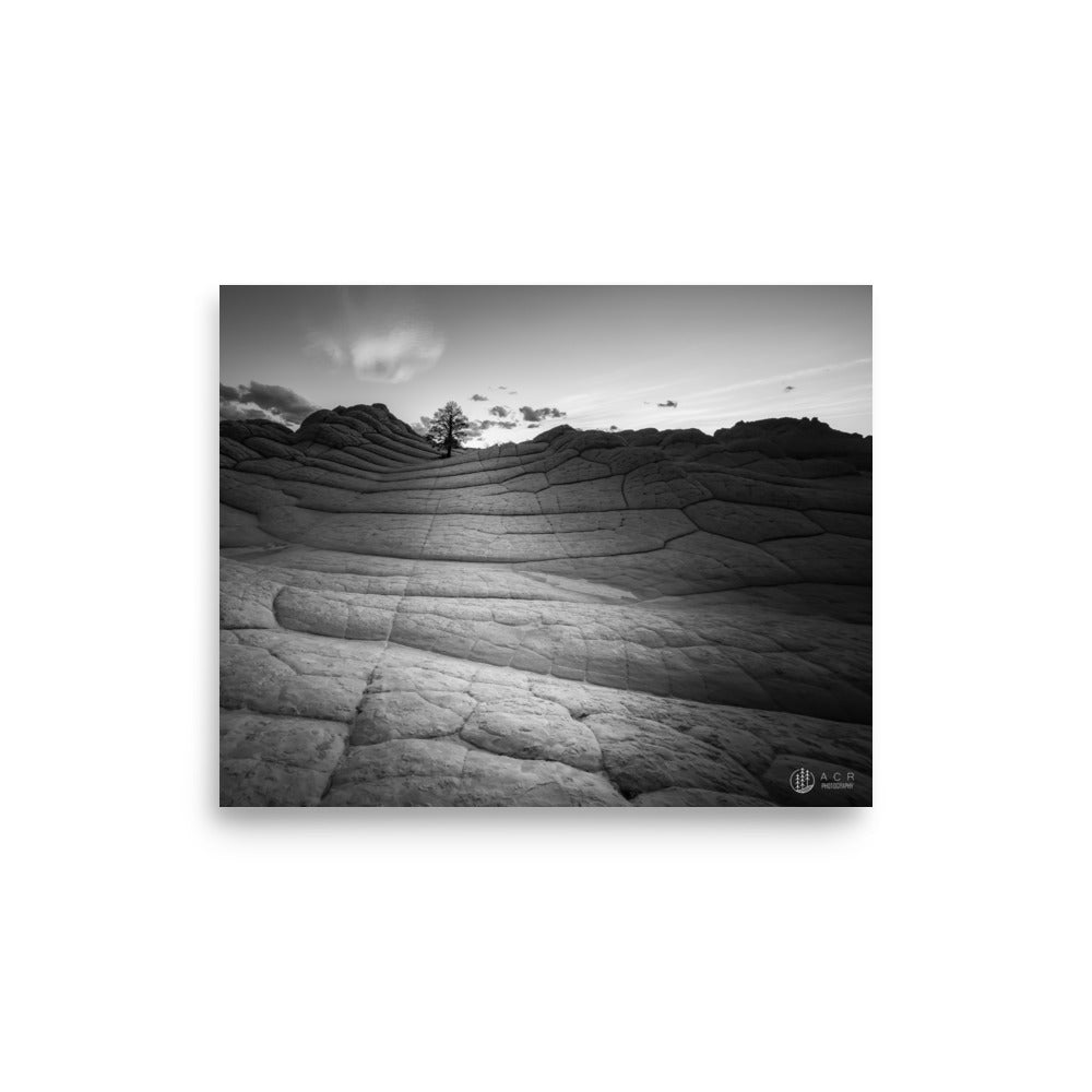 Lone Tree: White Pocket - Photo paper poster