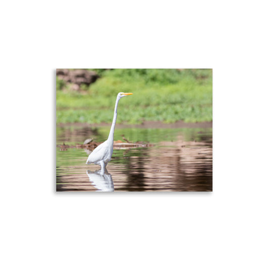 Great Egret Wading the Waters - Photo paper poster