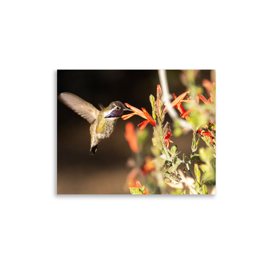 Hummingbird in blossoms - Photo paper poster