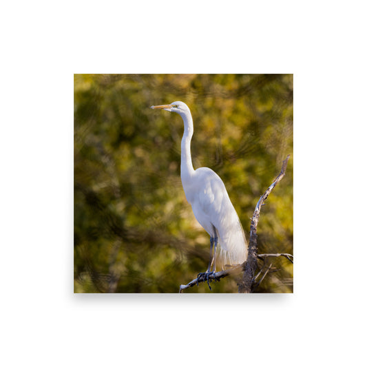 Great Egret Perched - Photo paper poster